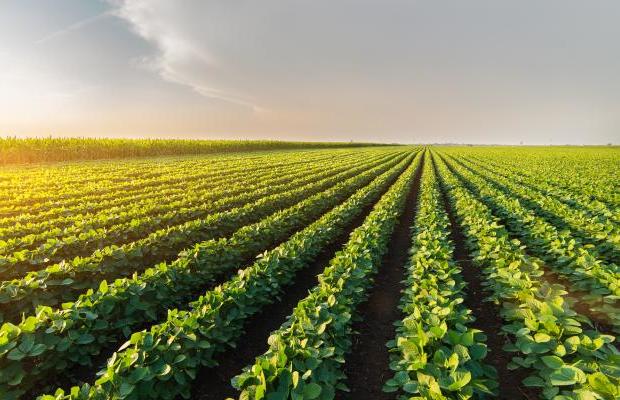 [L'analisi] La crisi dell'energia spinge il boom dell'agricoltura biologica che abbatte i consumi