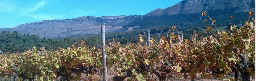 Sudafrica, industria del vino in difficoltà : in oltre 20.000 perdono il lavoro