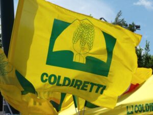 Il Sud (+34%) salva i raccolti di olio di oliva del 2023 | Il caso