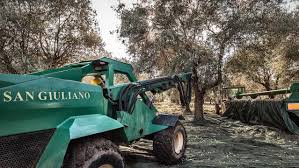 Olio San Giuliano entra nella guida Evooleum