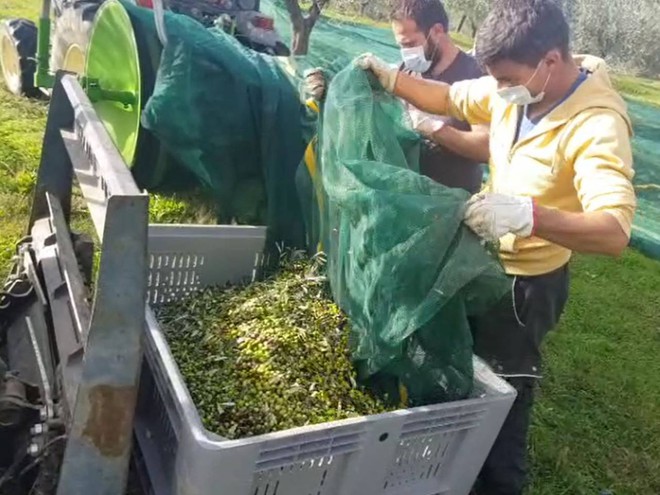 Raccolta Olive Mascherine