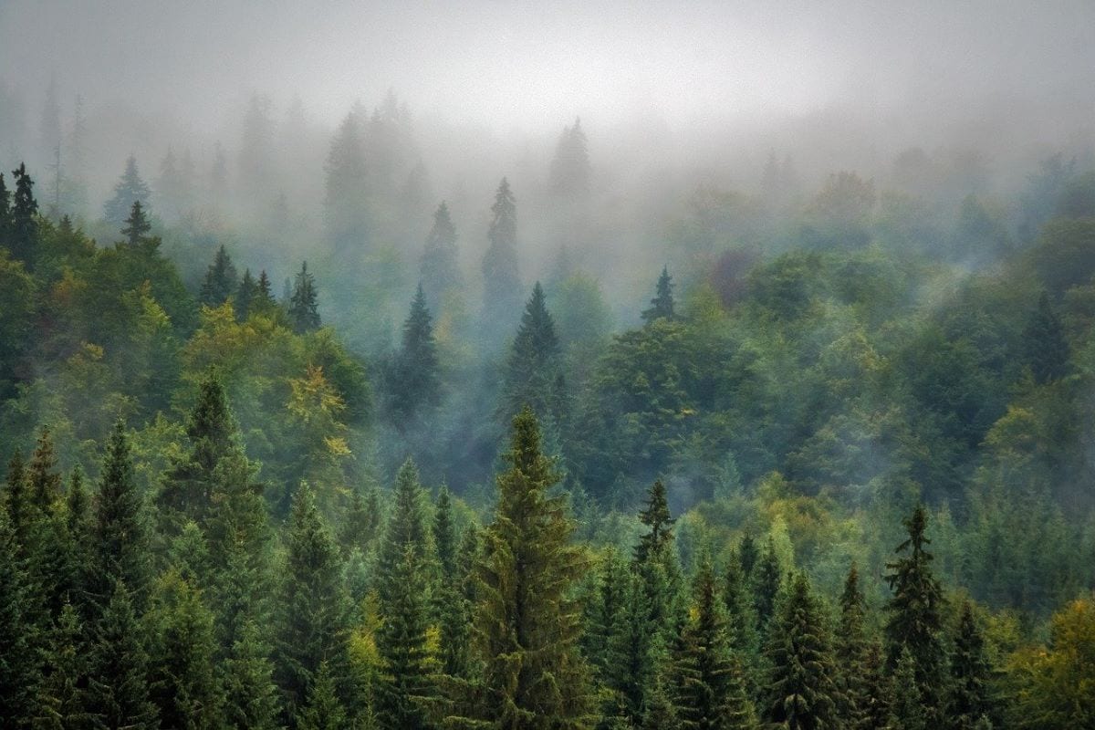 Foreste italiane patrimonio umanità