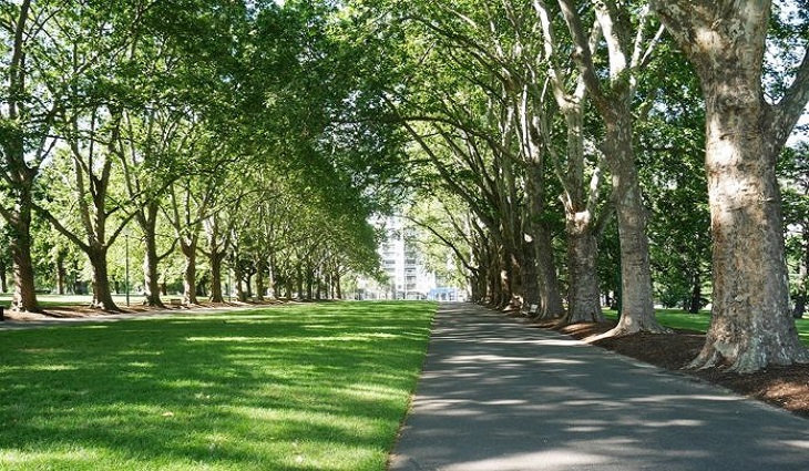 MITE e Riforestazione Urbana