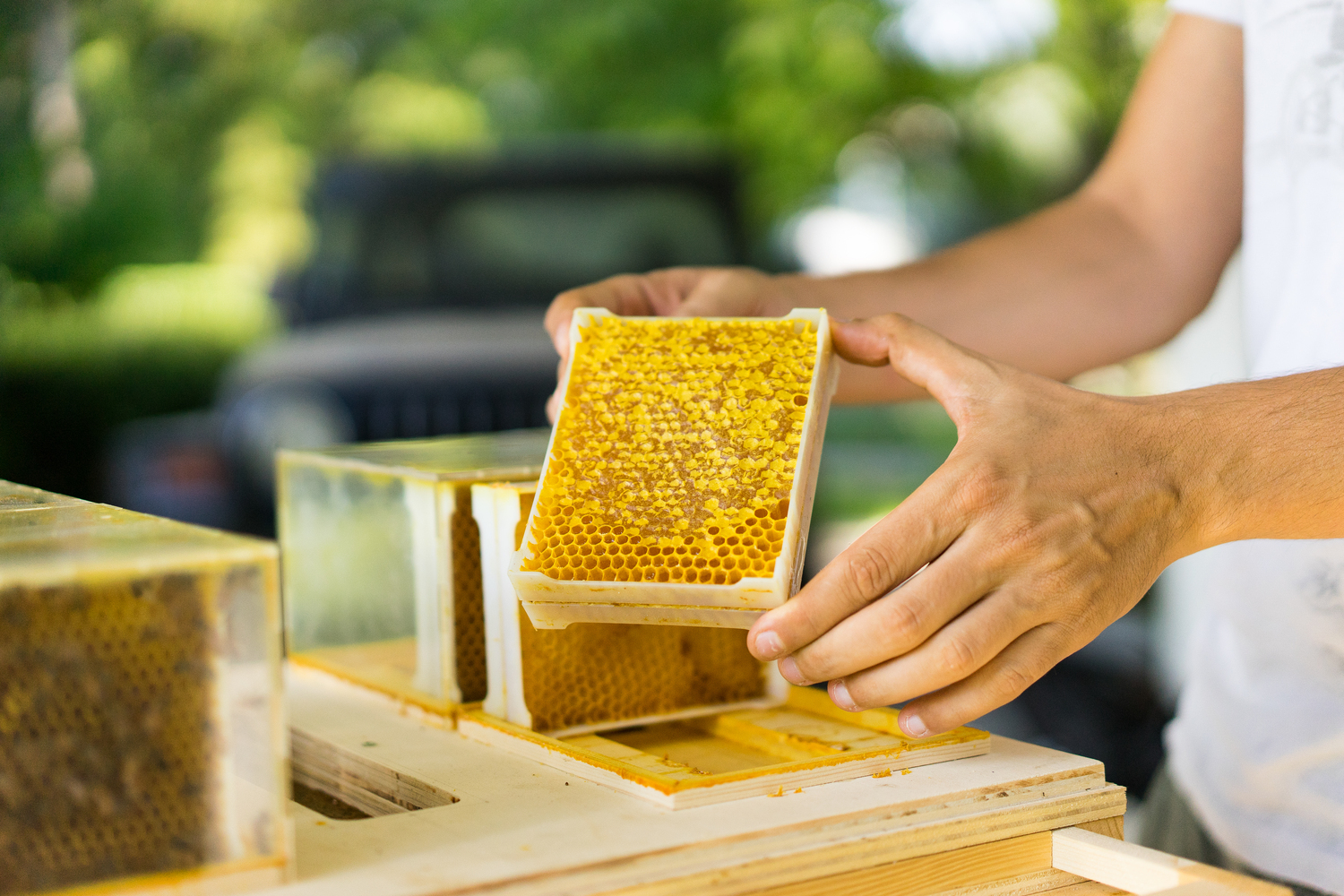 Bee Sostenibile