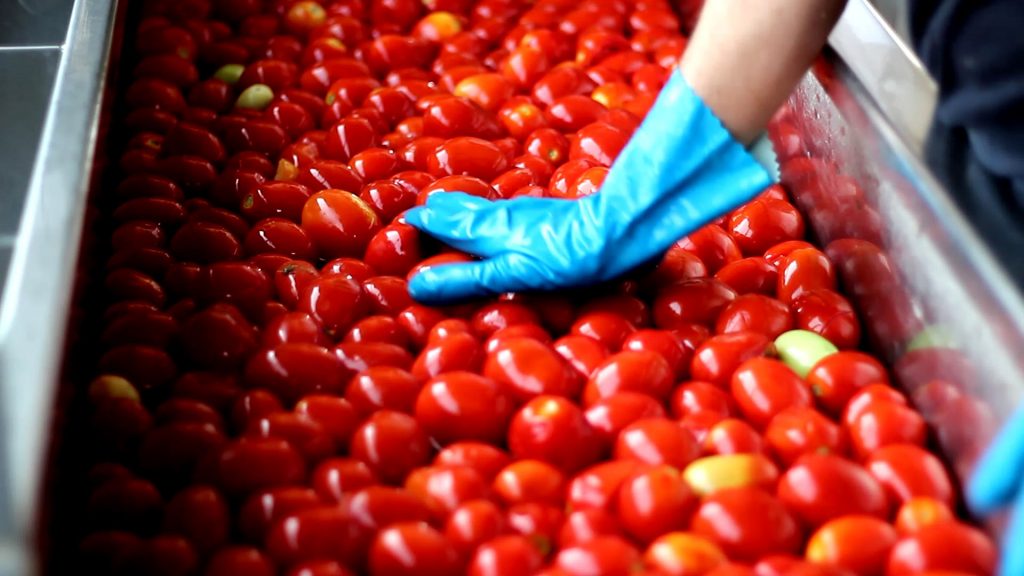 Anche il pomodoro è in crisi. Giovanni Lambertini (Vicepresidente Confagricoltura Piacenza): «Costi di lavorazione alle stelle»