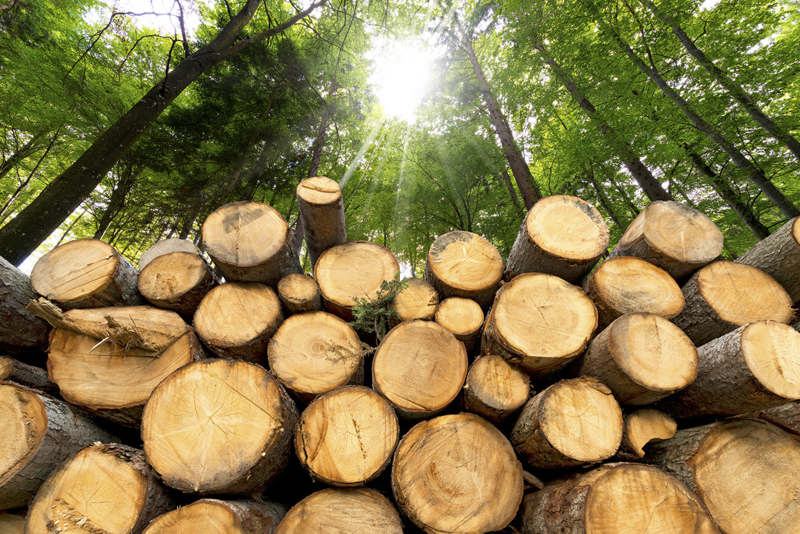 Crisi del legno
