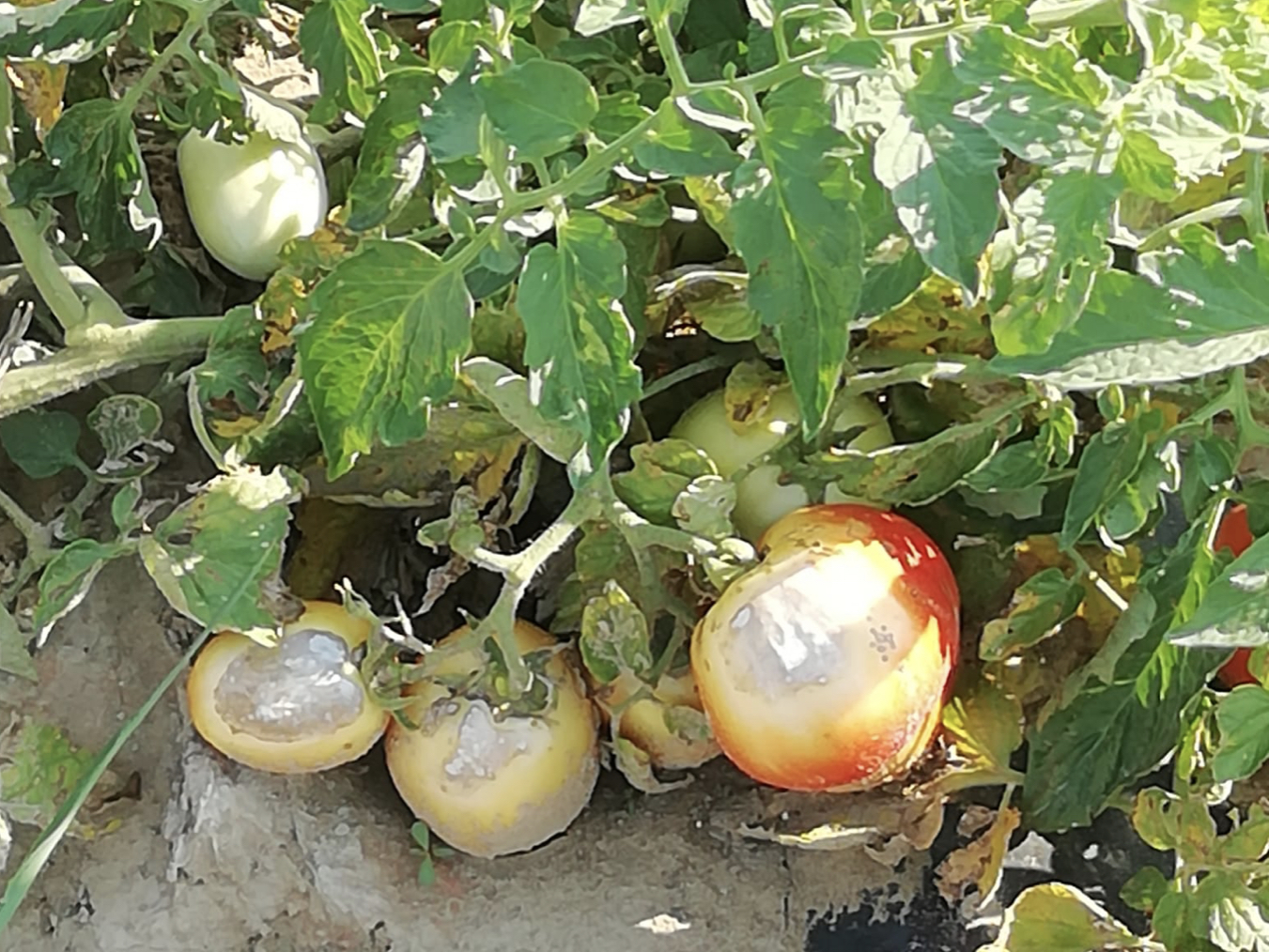 Frutta ustionata