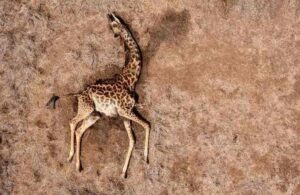 giraffa