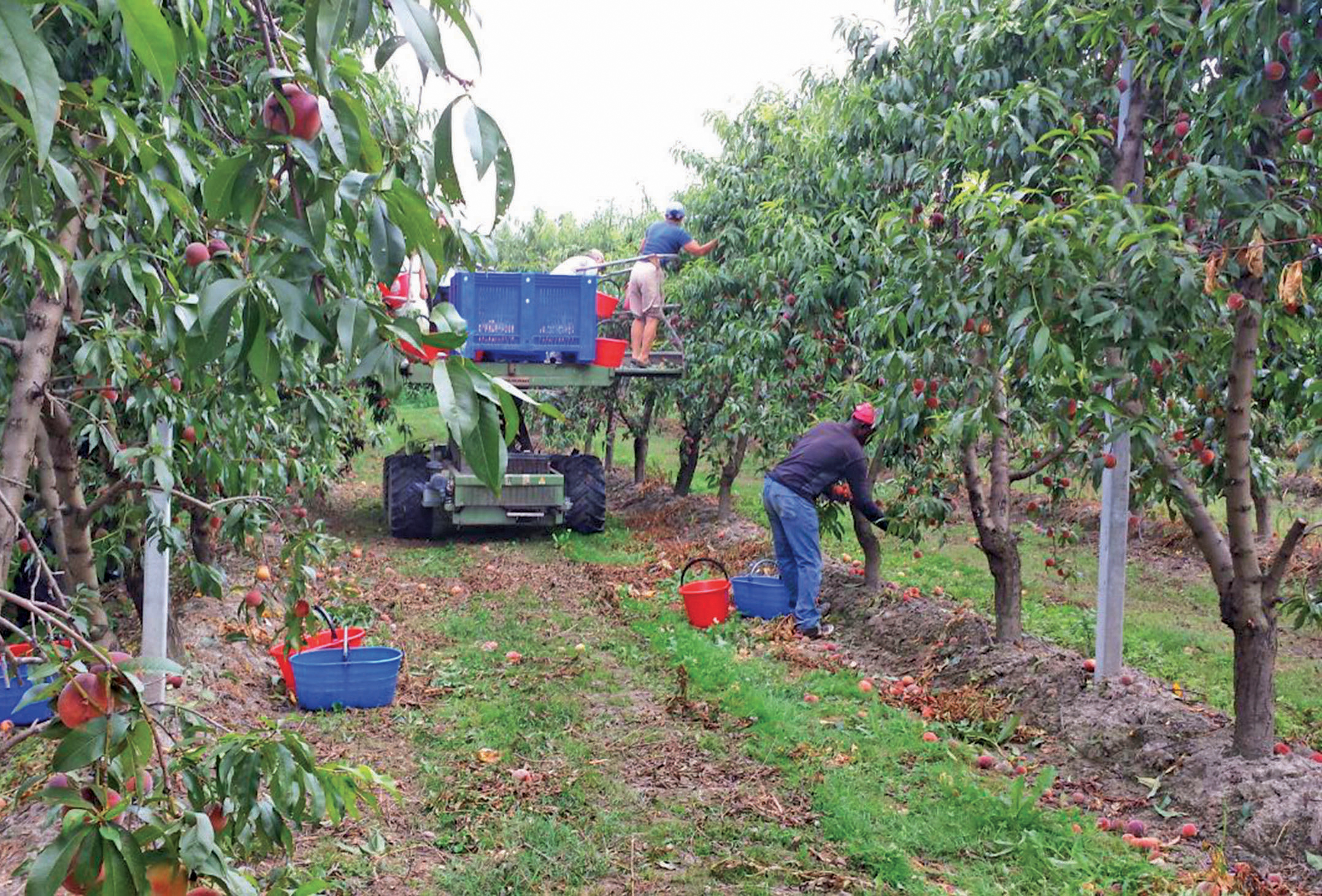 In 15 anni in Italia scomparsa una pianta da frutto su cinque | L’analisi