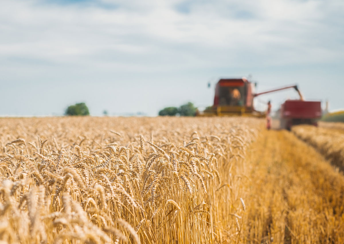 Il grano sardo è a rischio estinzione | Lo scenario
