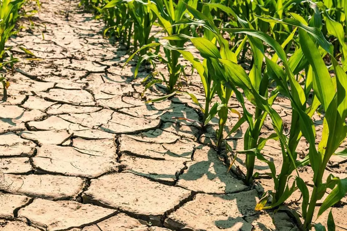 Istat: la siccità e i costi hanno penalizzato l’agricoltura nel 2022 | Il documento
