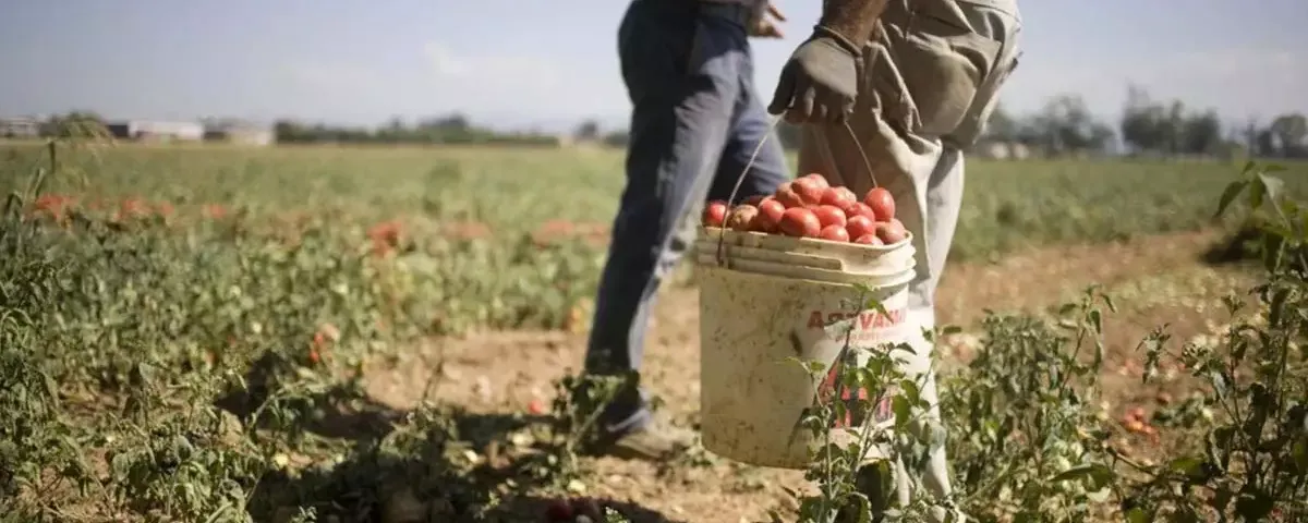 Nei campi della Marsica si lavora prima dell’alba per evitare il caldo | Il caso