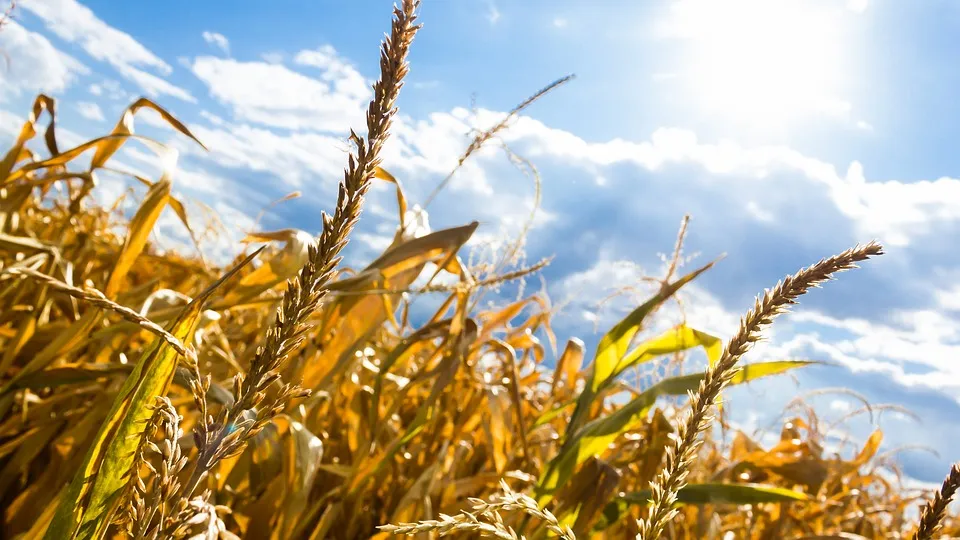 L’allarme di Coldiretti: il caldo torrido sta bruciando frutta e verdura | Lo scenario